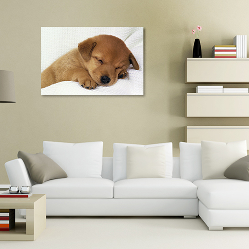 Quadros com Fotos - Cachorro Filhote